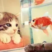 SOの画像