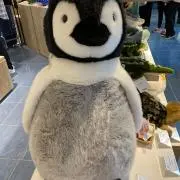 りゅう(7月27-8月5日)発送不可の画像