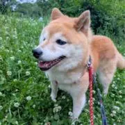 バナナの画像