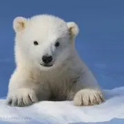 pukekoの画像