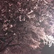 まりもの画像