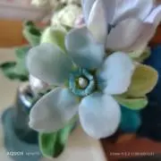 コスモス　プロフご覧下さい❁*❁⃘*.゜の画像