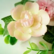 ハナの画像