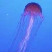 ☆