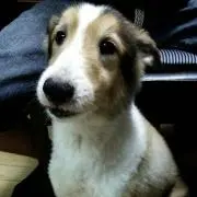 あれっくすの画像