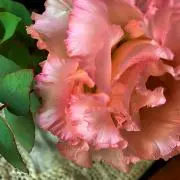 LoveMariiraMLove