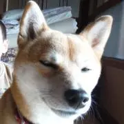 pelponプロフ必読(^^)の画像