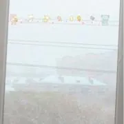 わんの画像