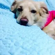 こてつ