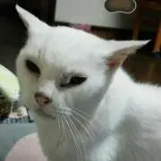 ♪しろねこ♪の画像