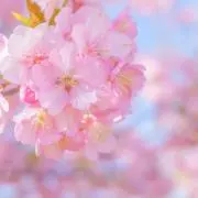 さくさくの画像