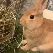 すずねの画像