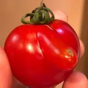 Excedの画像