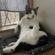 レイチェルの画像