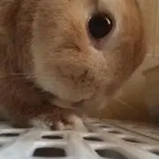 やっちゃん