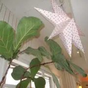 ユーリの画像