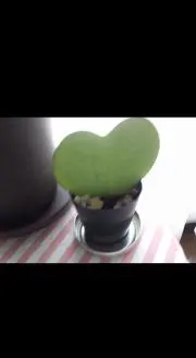 クレヨン