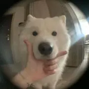 うにの画像