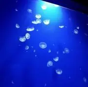 ミーの画像
