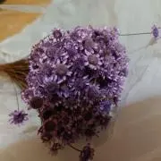 ローズの画像