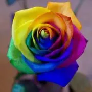 レインボーローズかぐやの画像