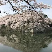 ディーゼル