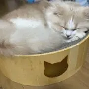 さり