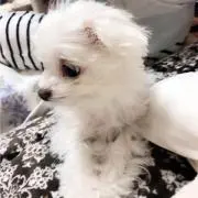 ラブの画像