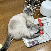 さくらんぼ