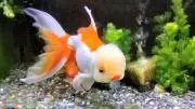 金魚さんの画像