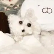 ㅋㅇㅋ