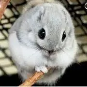 みれの画像
