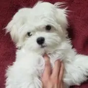 あやちゃんの画像
