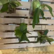 まちゃ