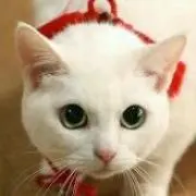 たまの画像
