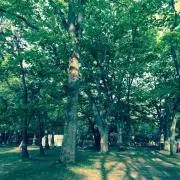 桂馬