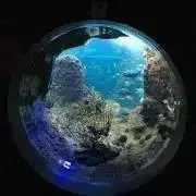 七瀬の画像