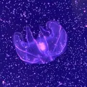 かみかみまめの画像