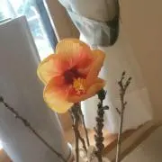 Rufii