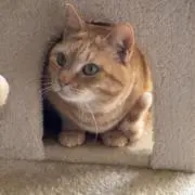くろの画像
