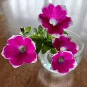 ako