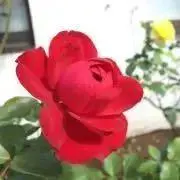 のん【即購入可】の画像