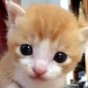 たいぼー