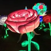 コニファーの画像