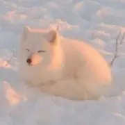 ろころこの画像