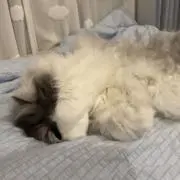 ぎんの画像