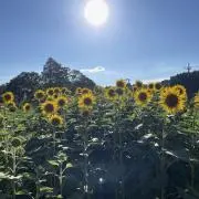 N Nの画像