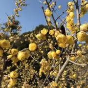 jushiの画像