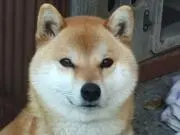 杏の画像