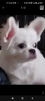 おメメ